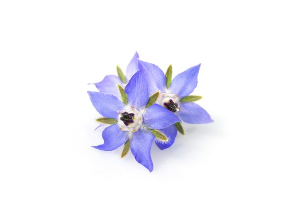 Fiore Borragine
