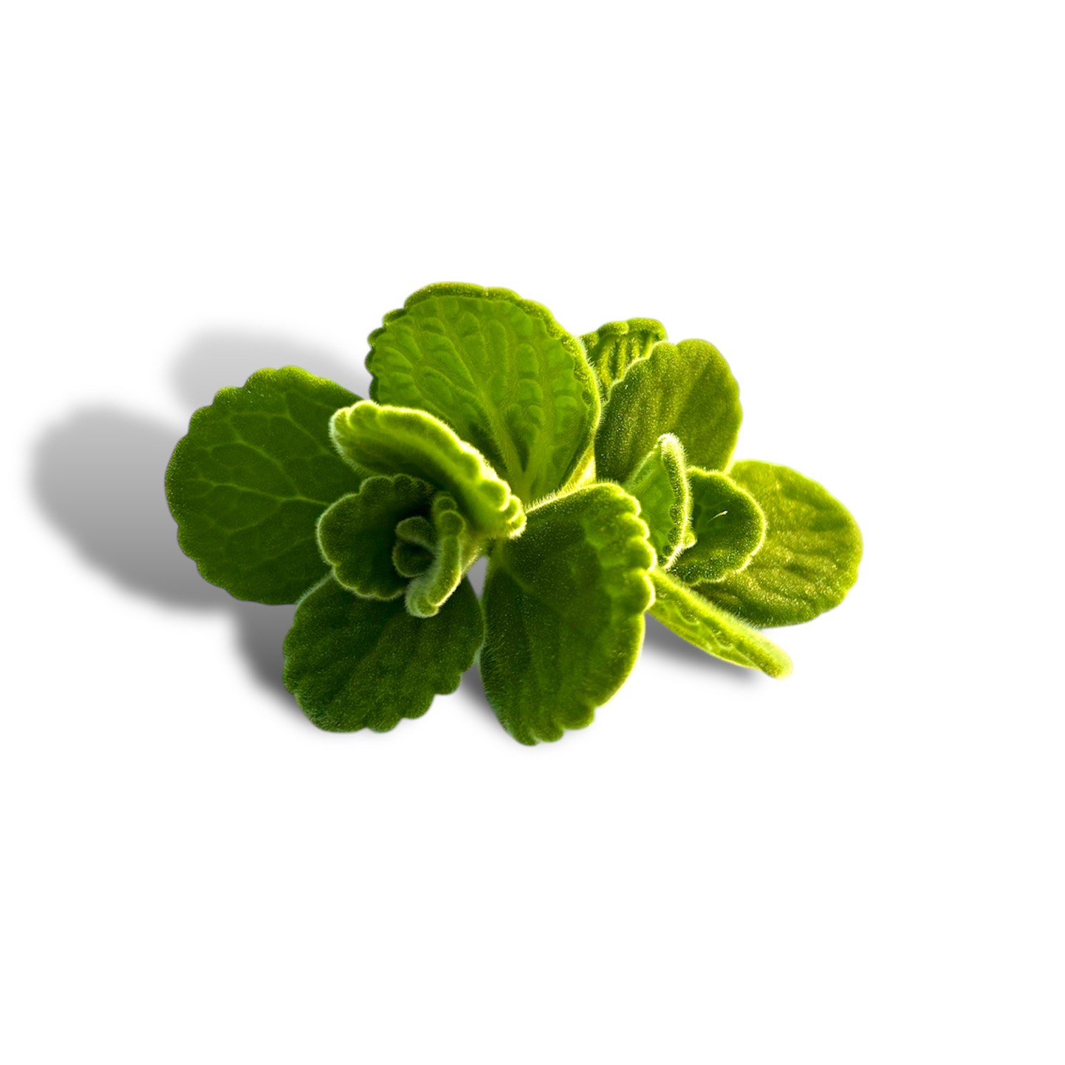Origano cubano - immagine 1