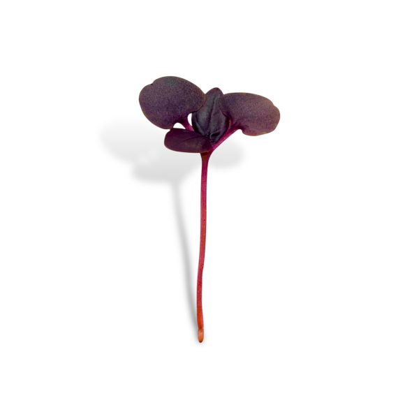 Micro Basilico rosso