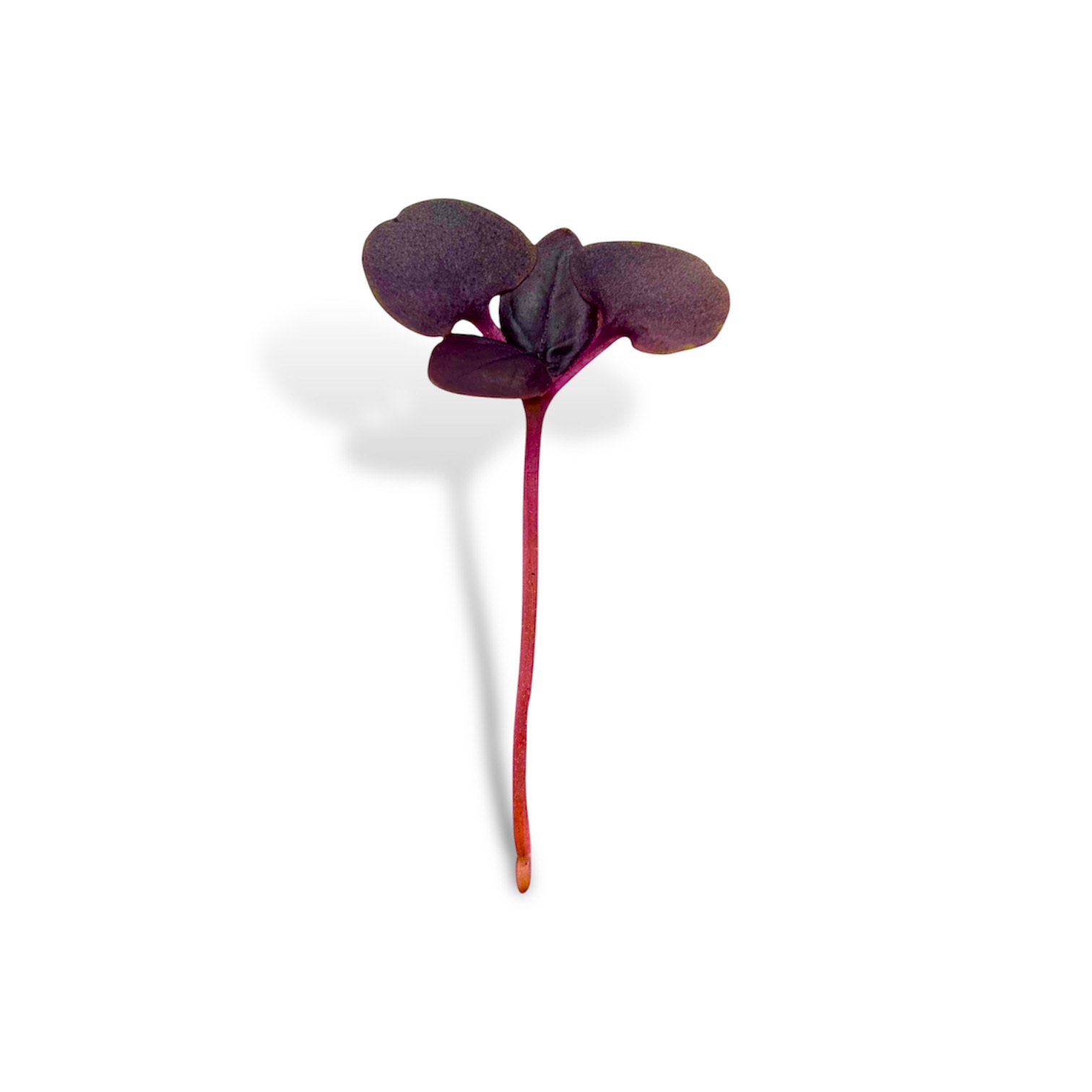 Micro Basilico rosso - immagine 1