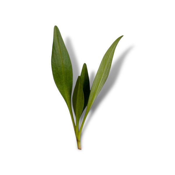 Valerianella
