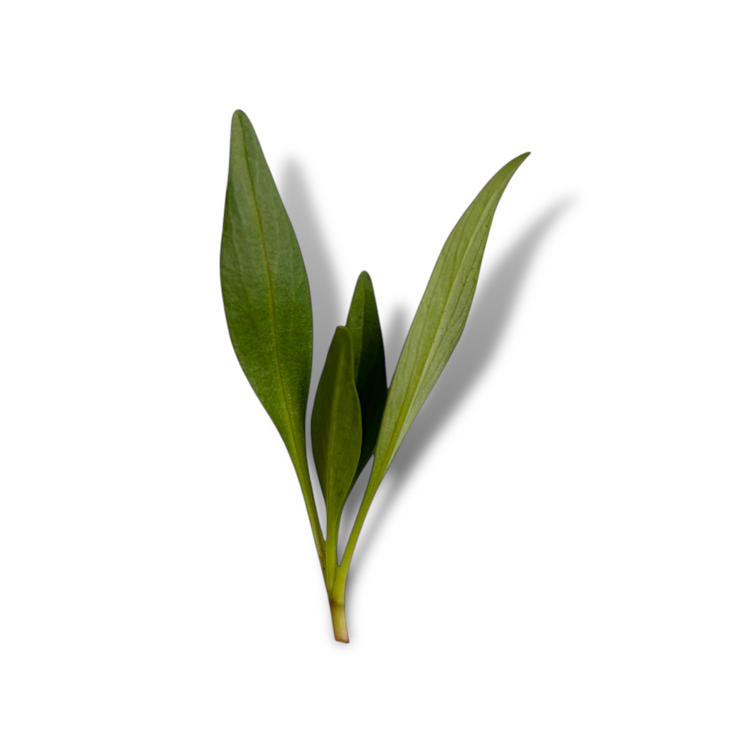 Valerianella - immagine 1