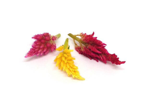 Celosia