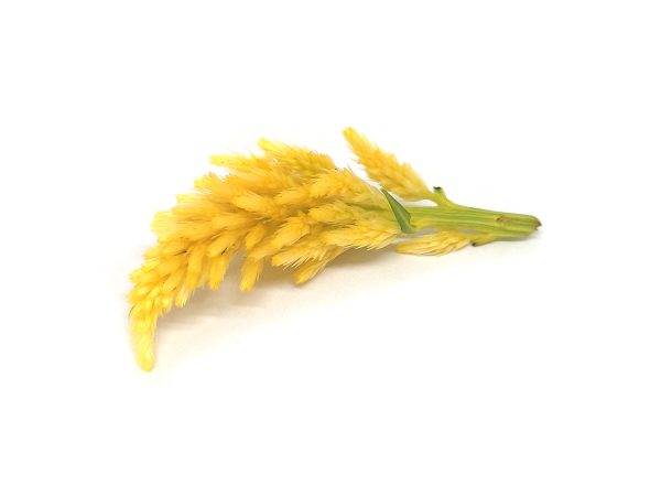 Celosia - immagine 4