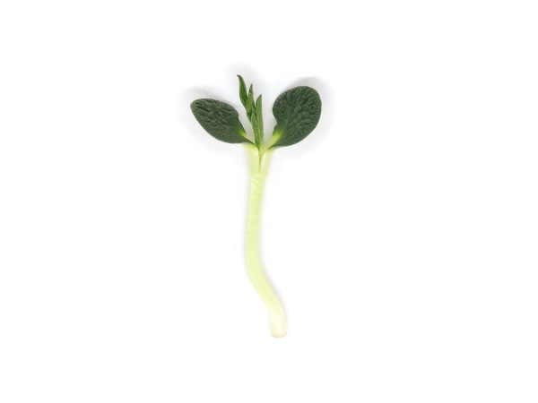Micro Lupino