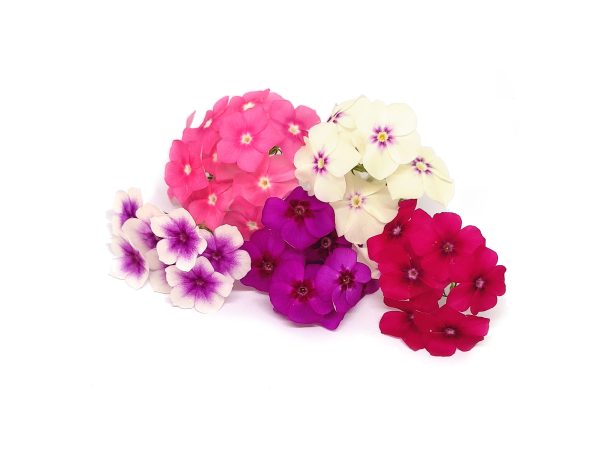 Phlox