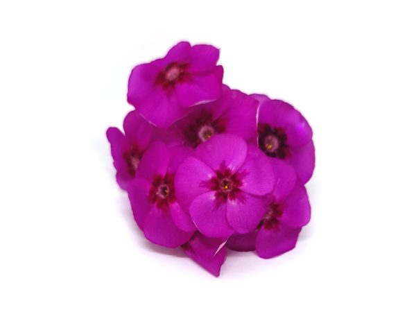 Phlox - immagine 3