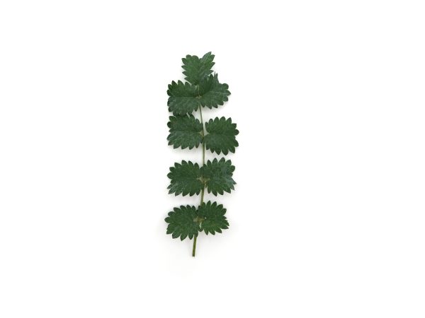 Pimpinella