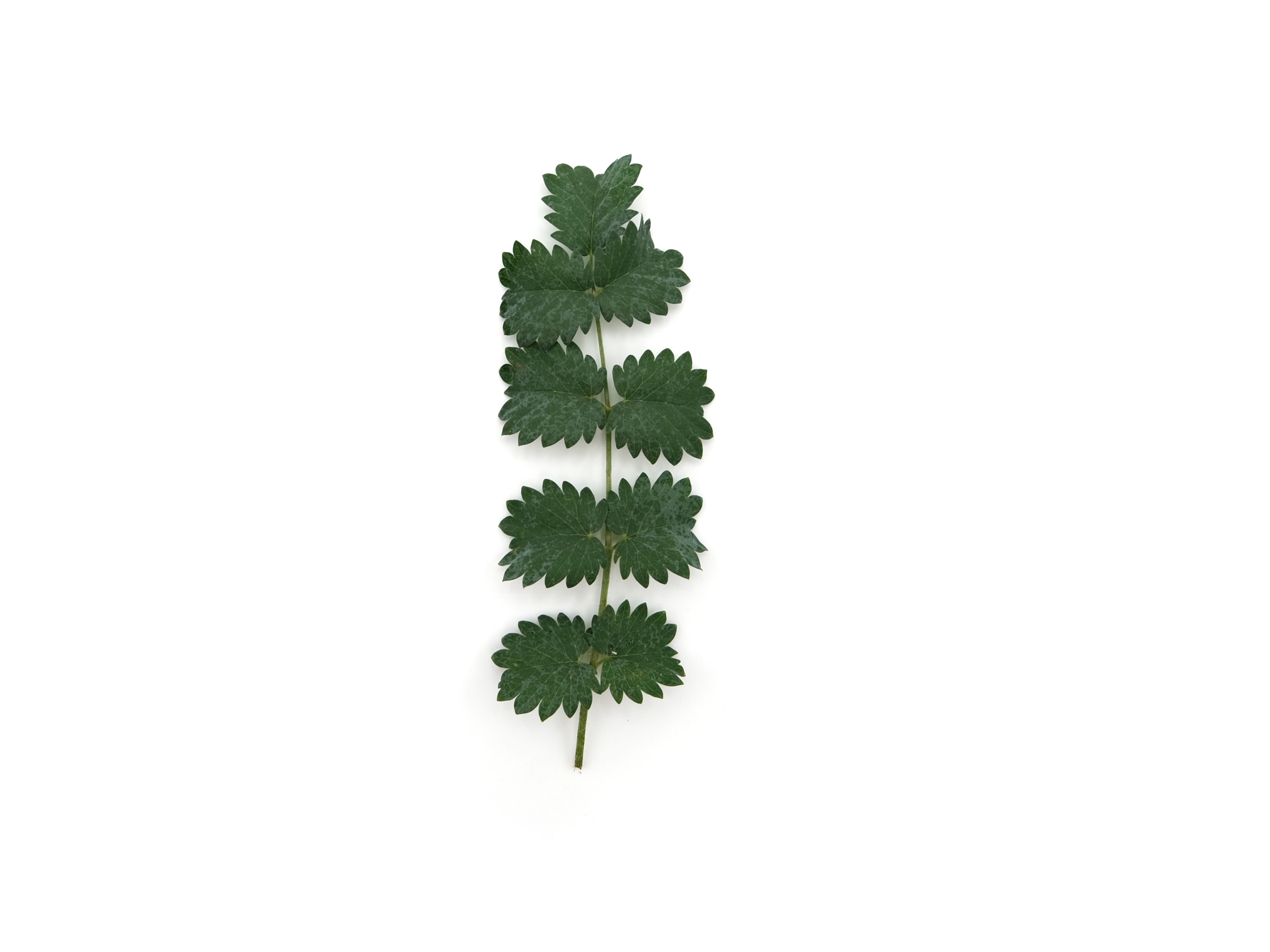 Pimpinella - immagine 1