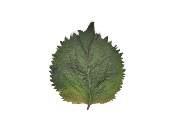 Shiso bicolor