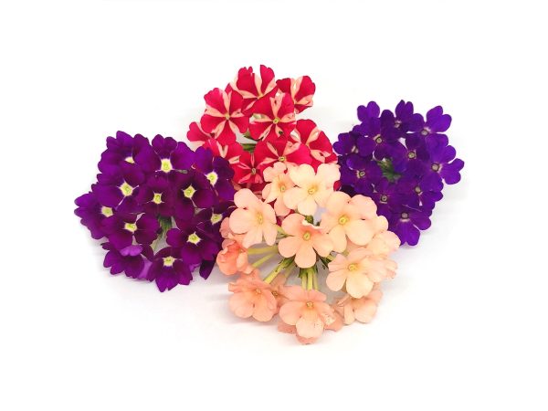 Verbena