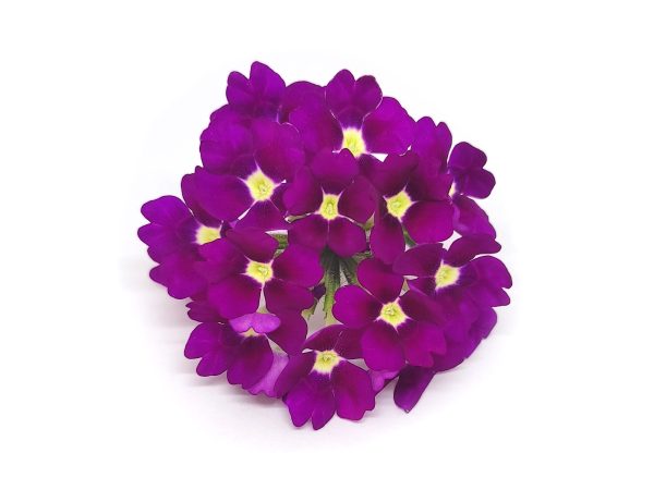 Verbena - immagine 3
