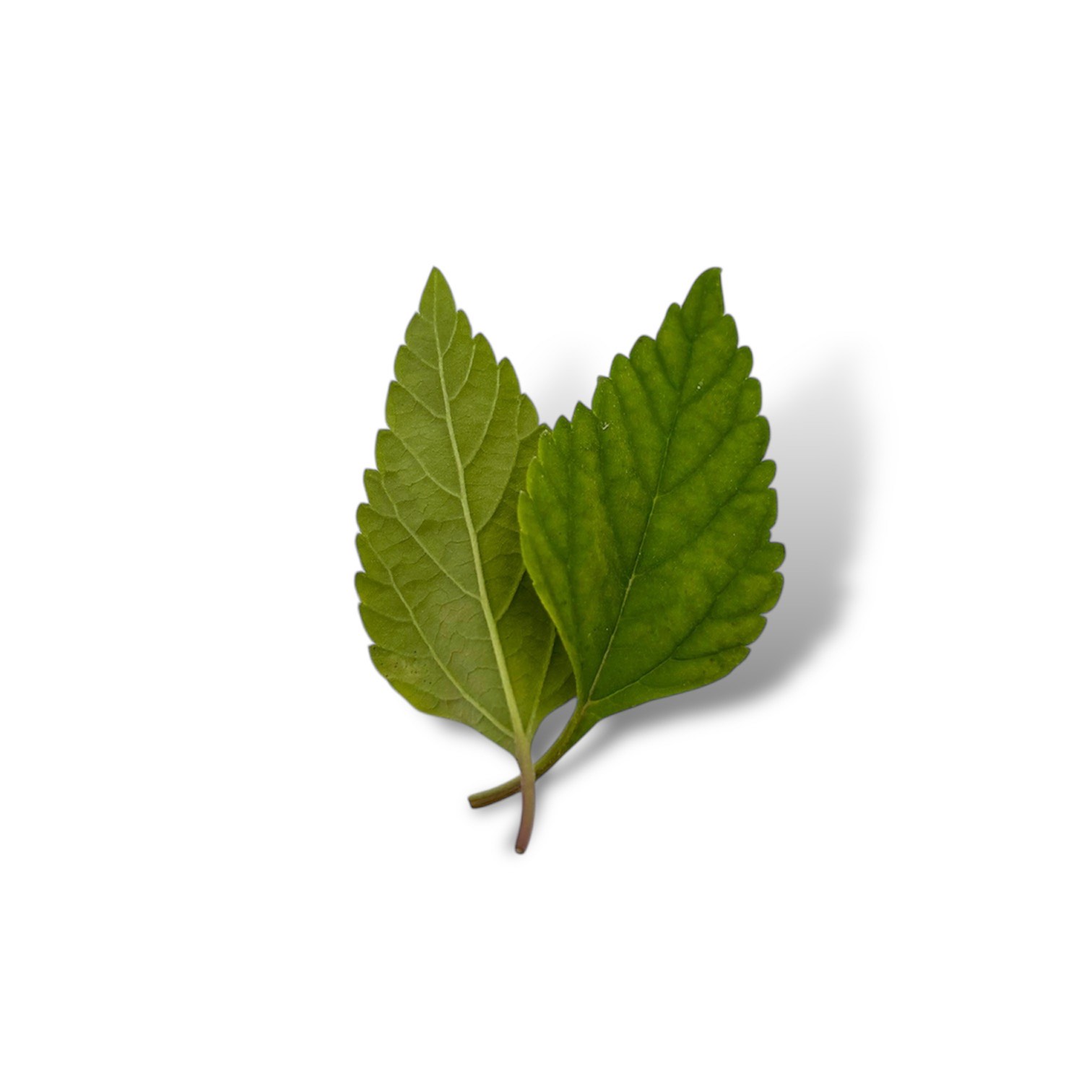 Lippia - immagine 1