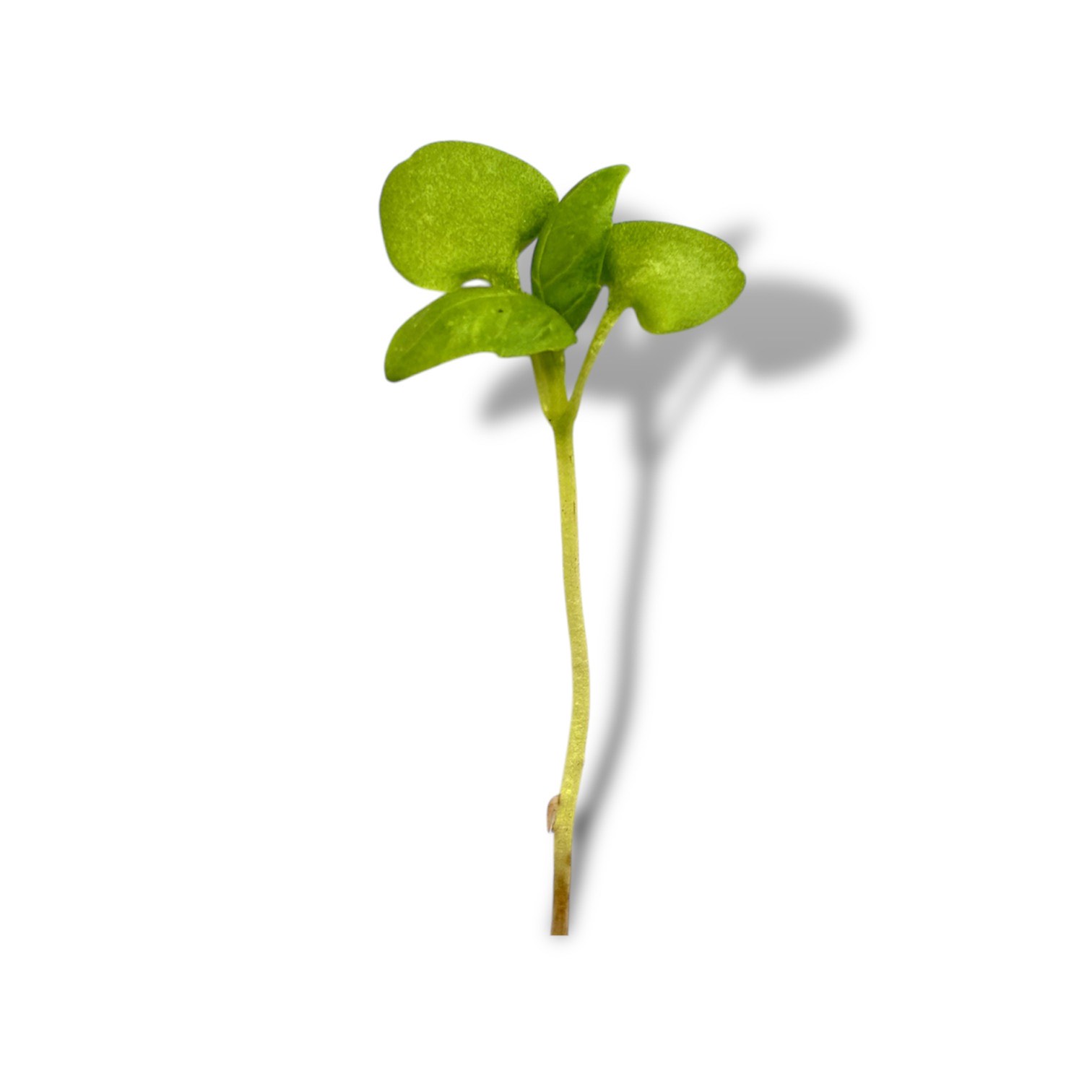Micro Basilico verde - immagine 1