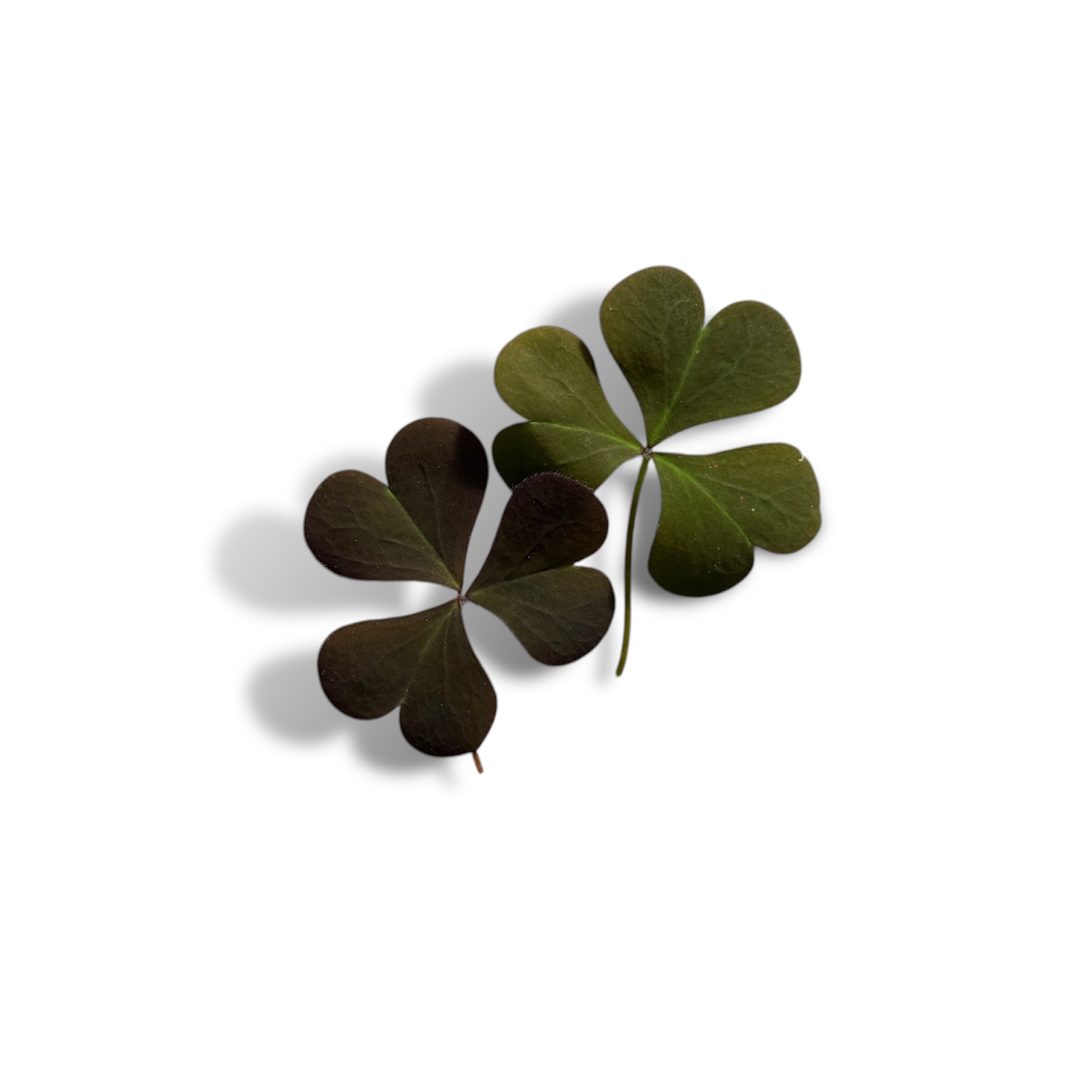 Oxalis verde - immagine 1