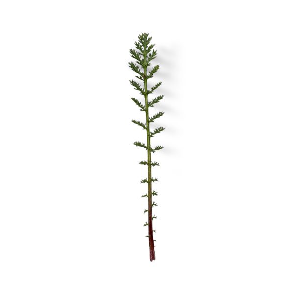 Achillea