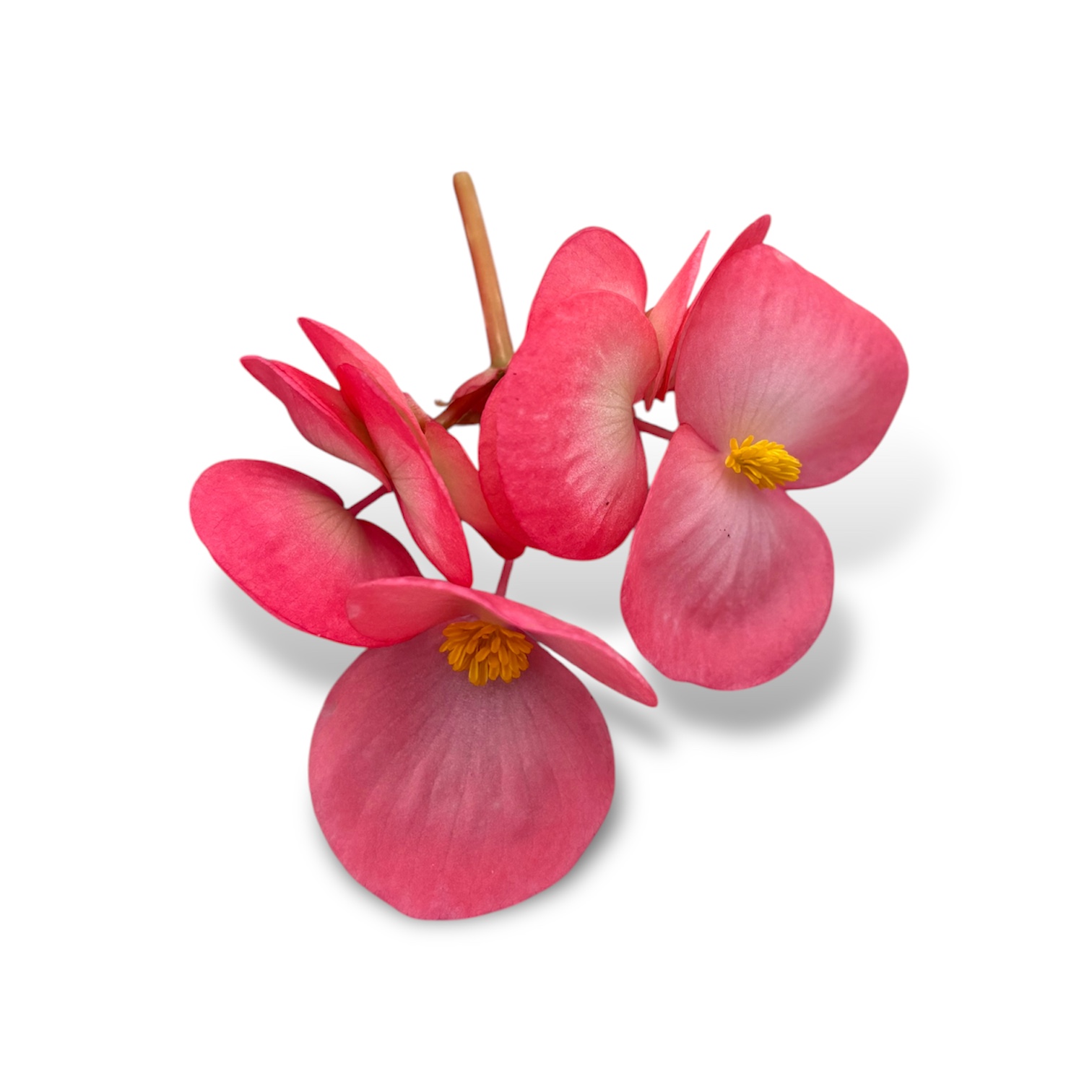 Begonia - immagine 1