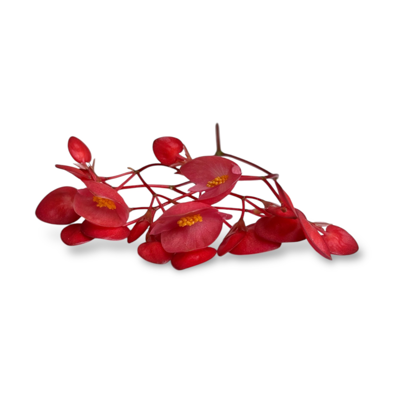 Begonia mela - immagine 1