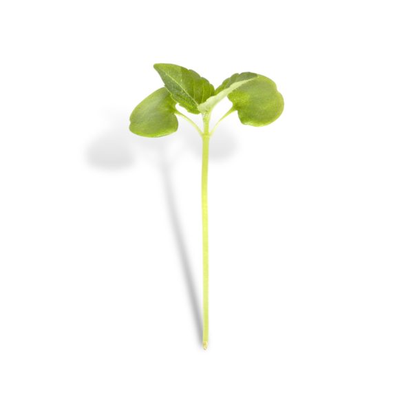 Micro shiso verde
