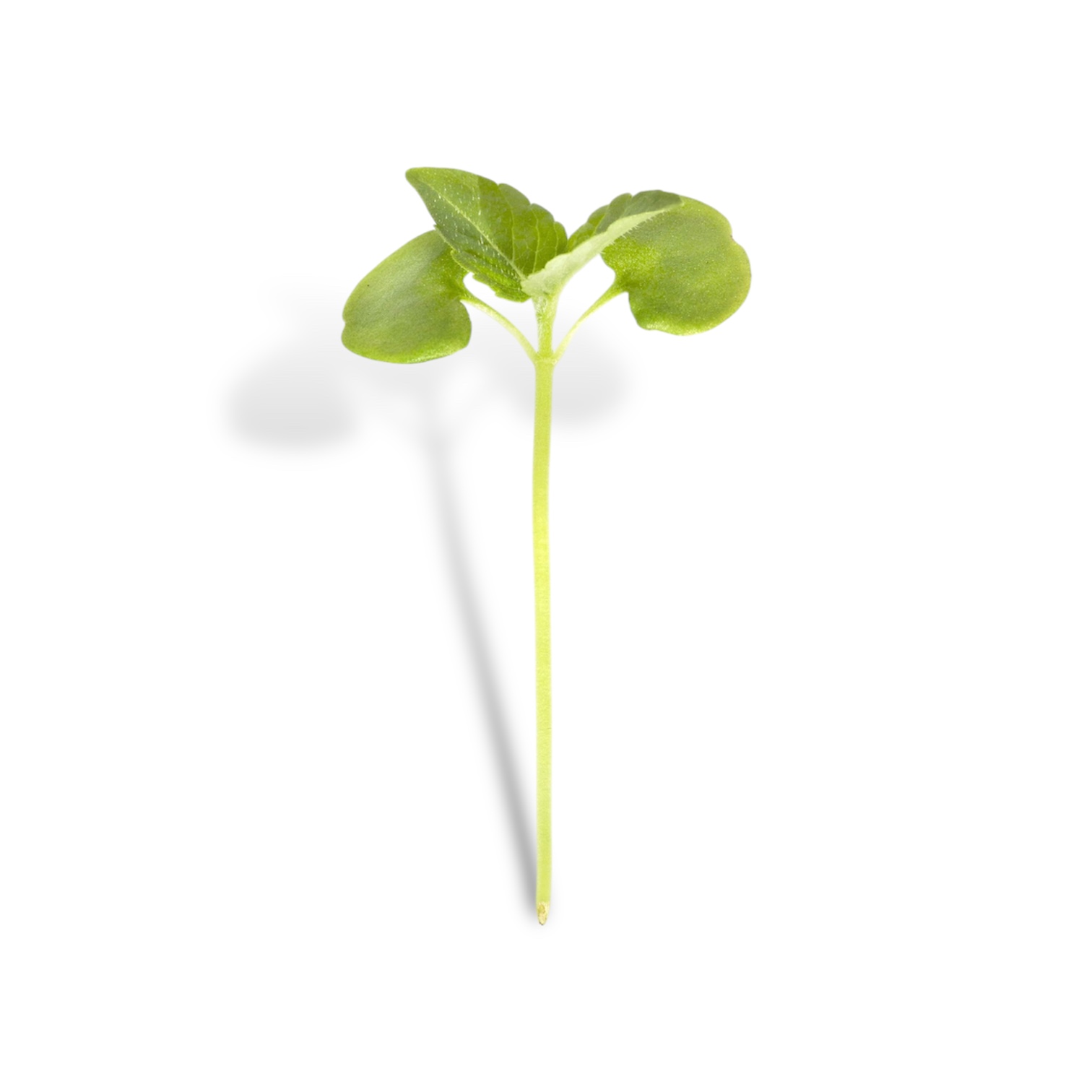 Micro shiso verde - immagine 1
