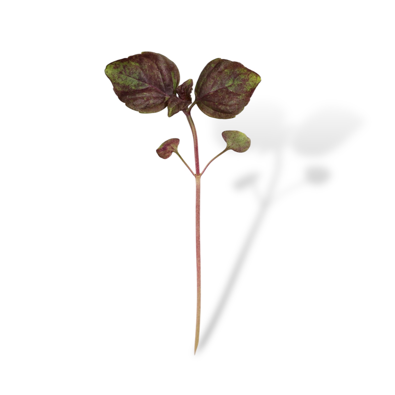 Micro shiso rosso - immagine 1
