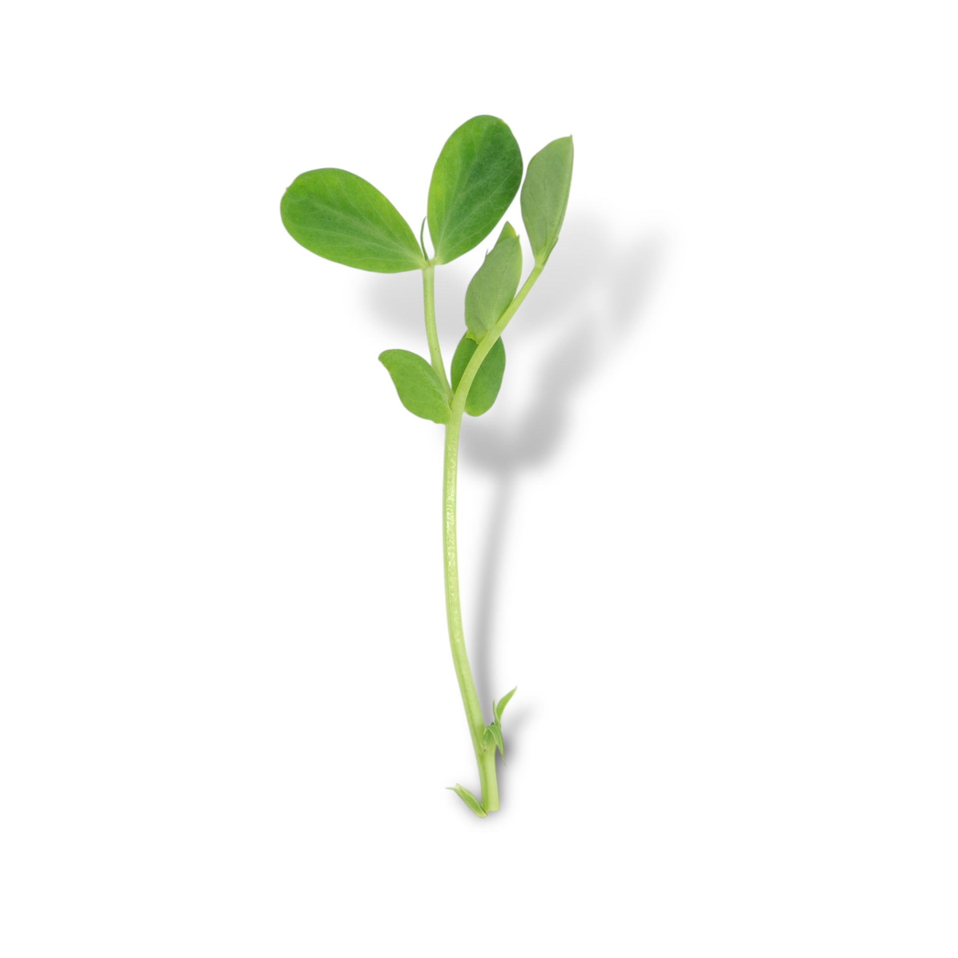 Salad Pea - immagine 1