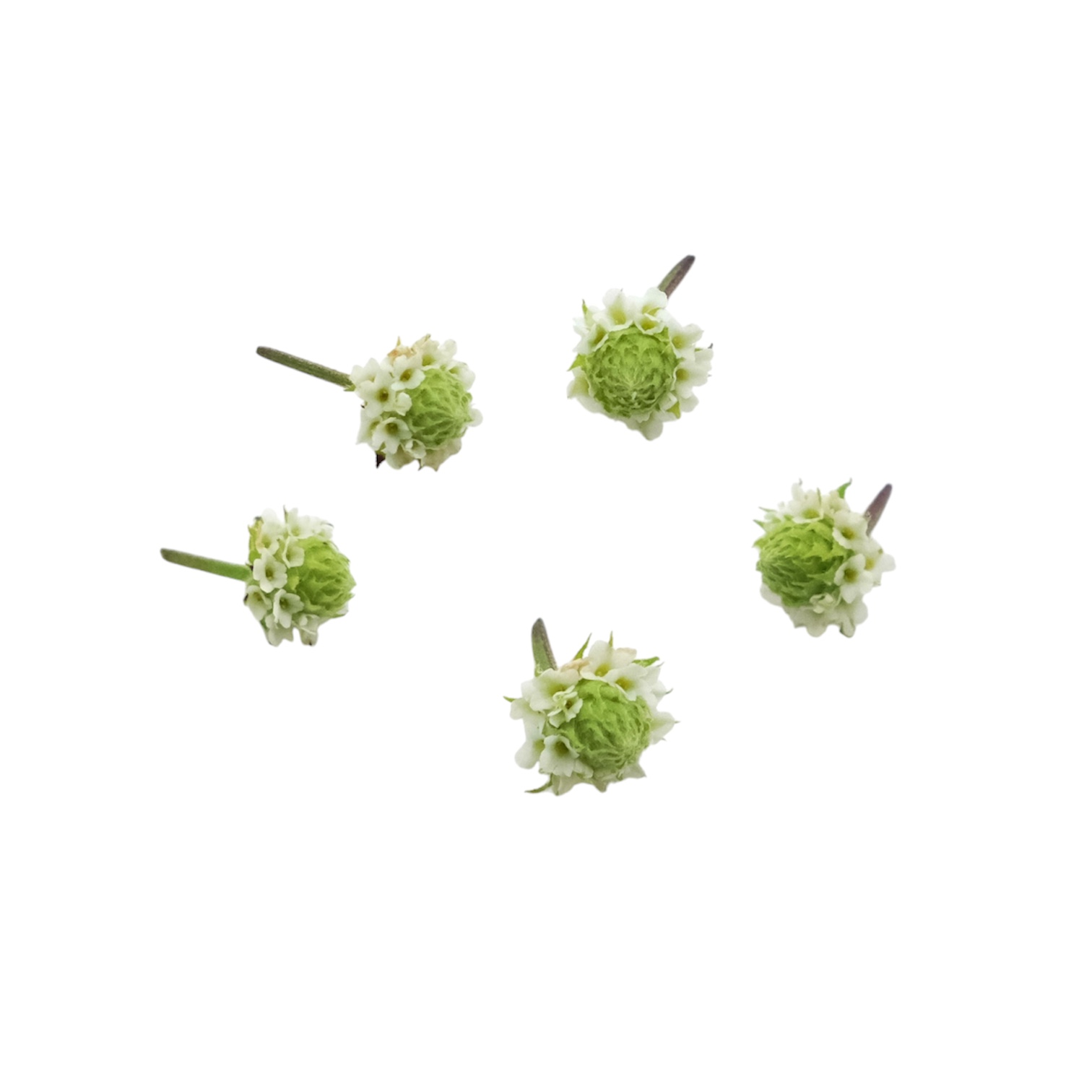 Fiori di lippia - immagine 1