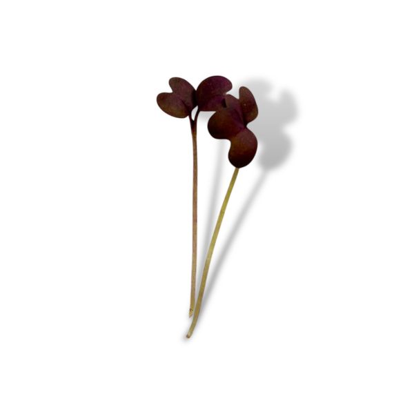 Micro senape rossa