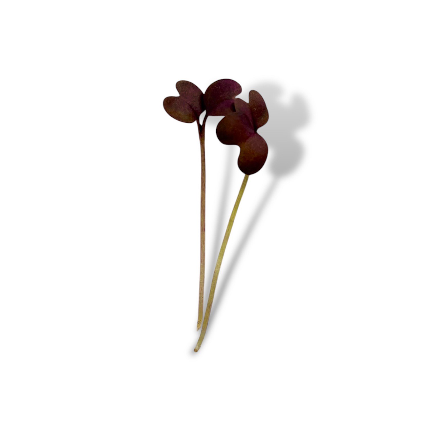 Micro senape rossa - immagine 1