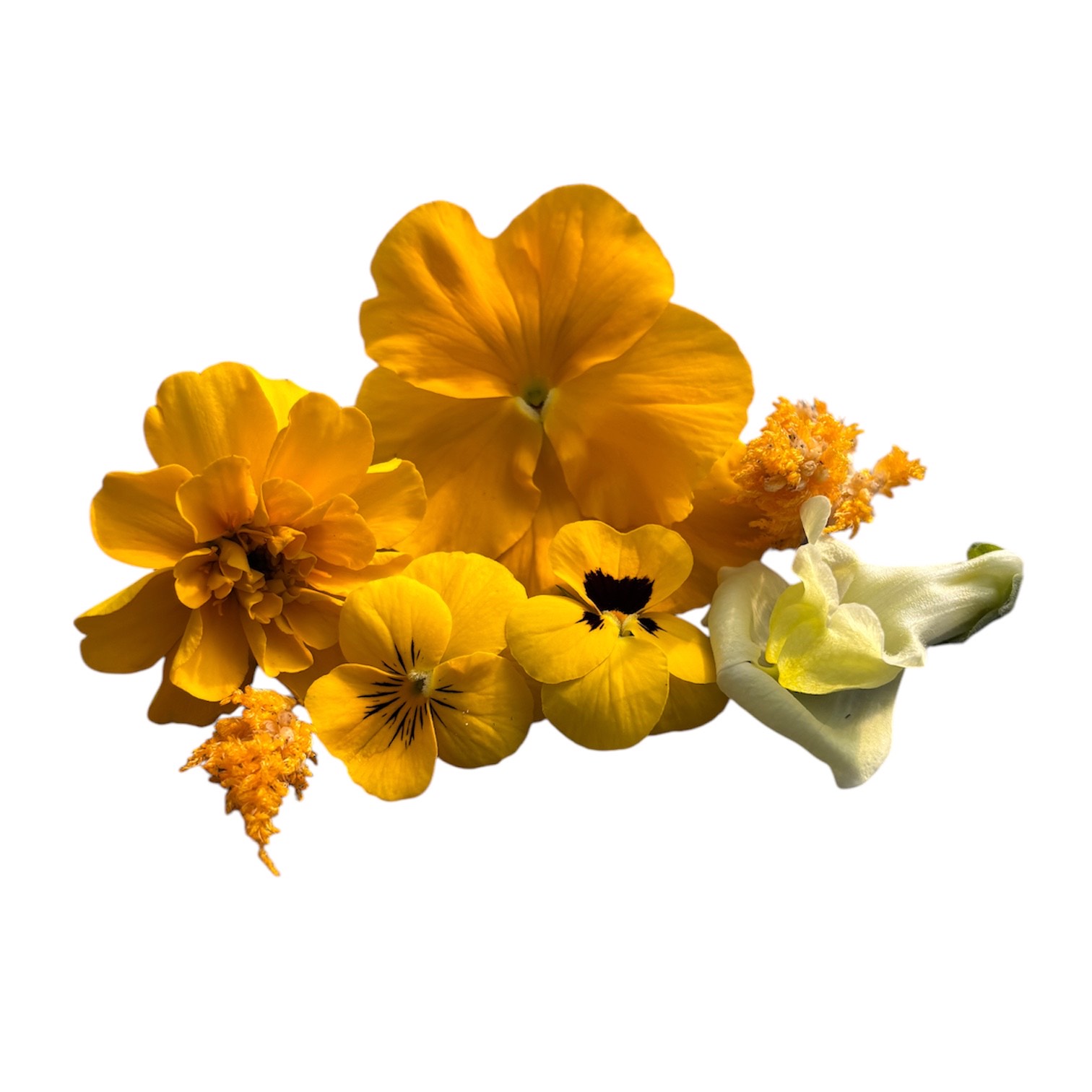 Fiori eduli gialli - immagine 1