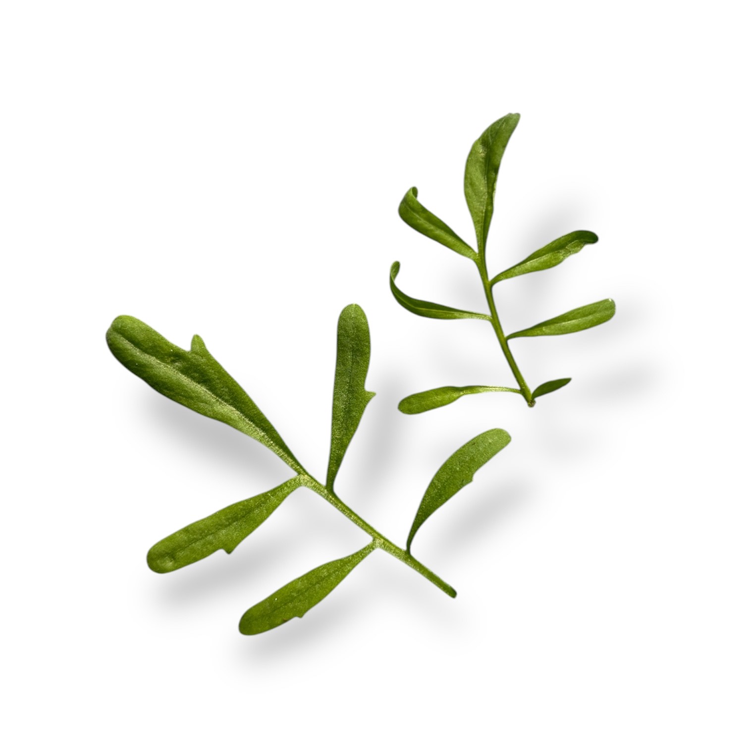 Cardamine - immagine 2