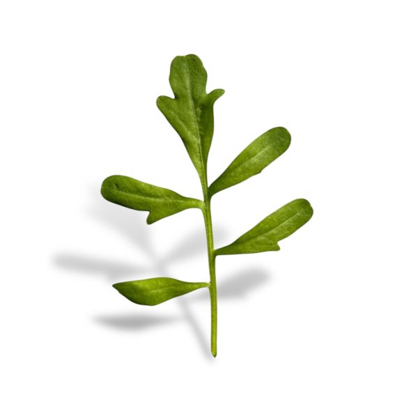 Cardamine