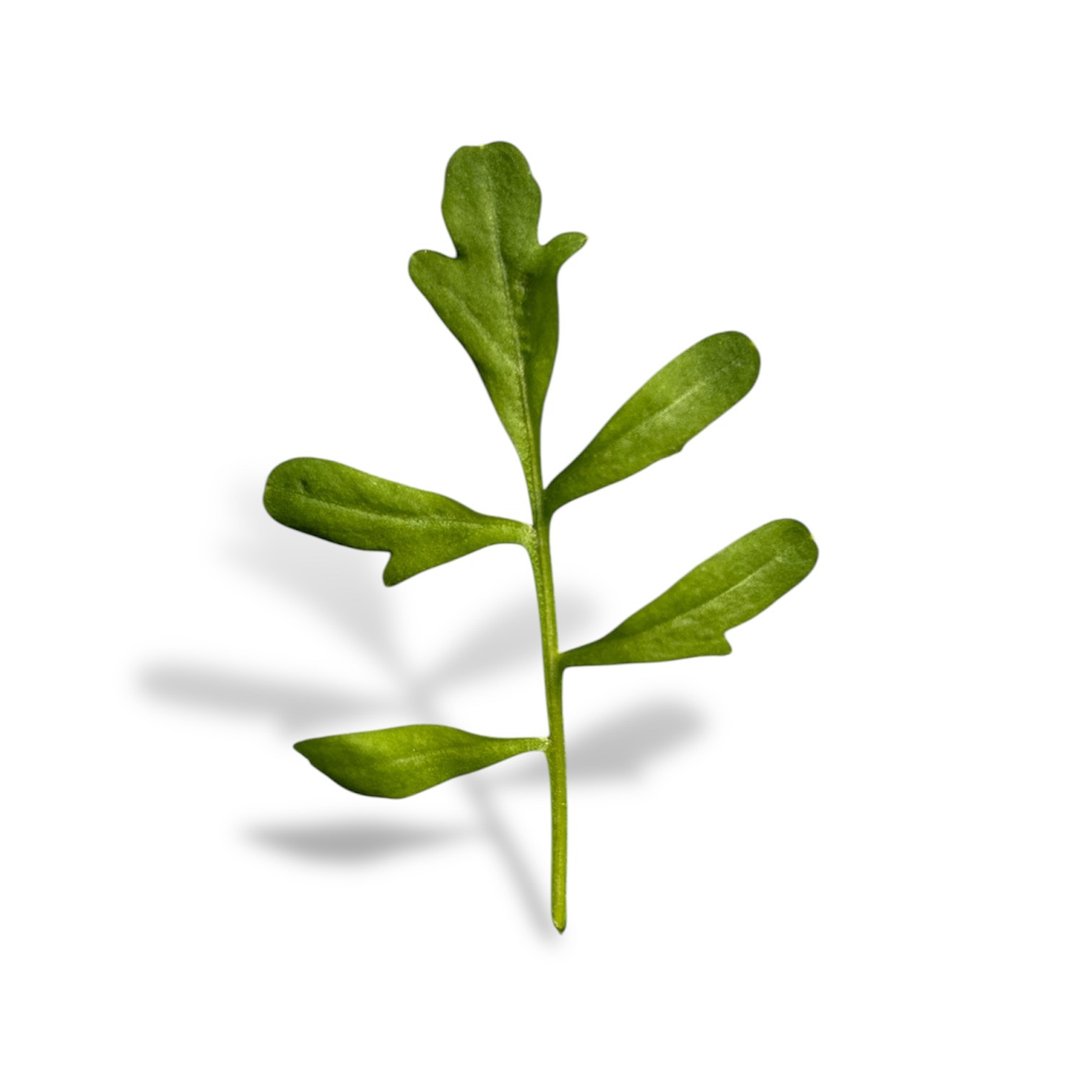 Cardamine - immagine 1