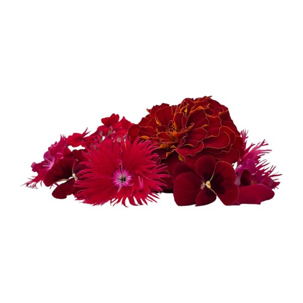 Fiori eduli rossi