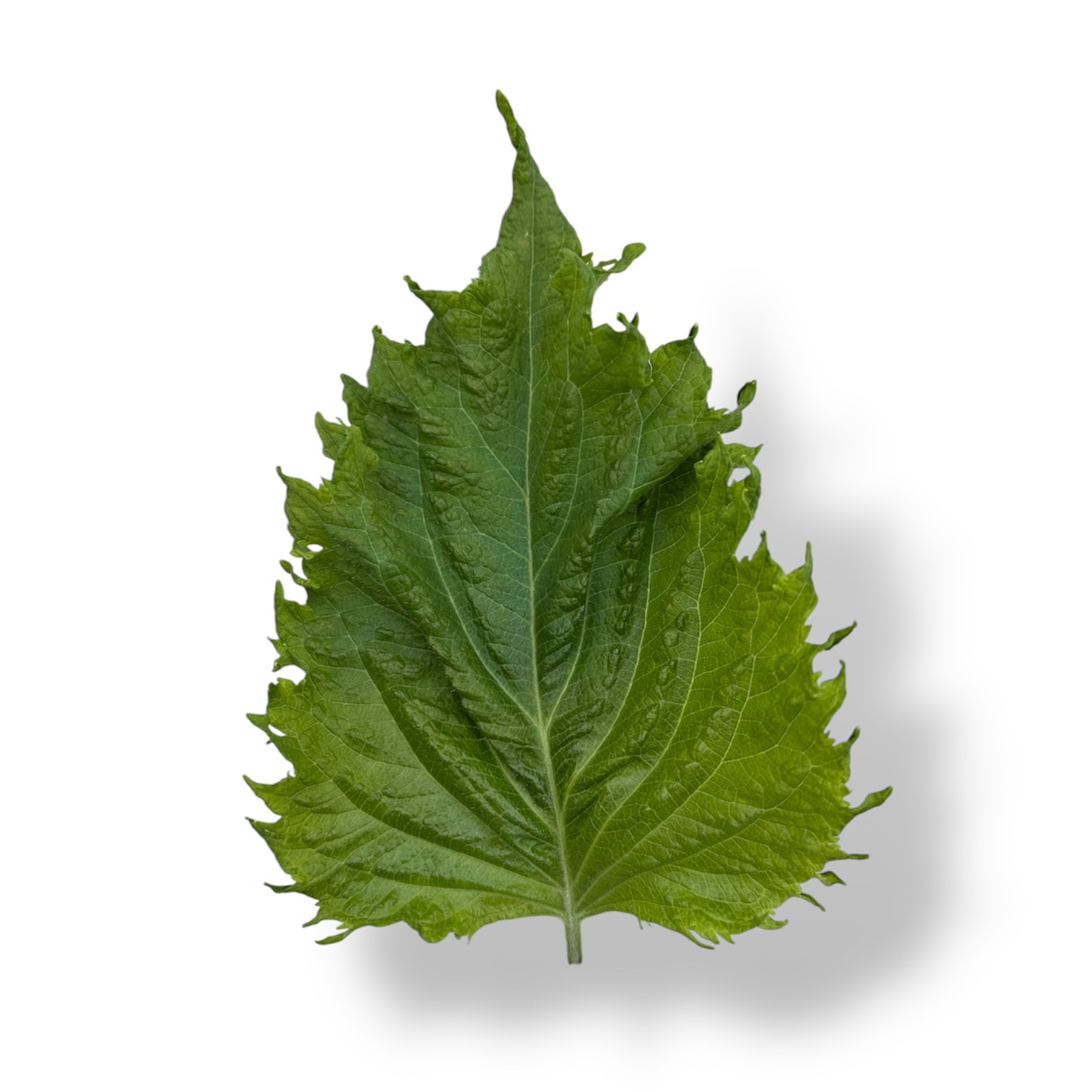 Shiso verde - immagine 1