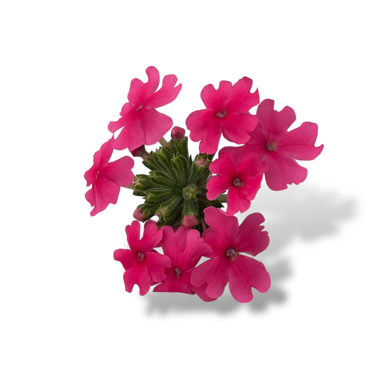 Fiori eduli rosa - immagine 5