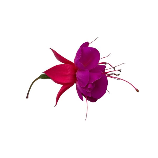 Fiori eduli viola - immagine 6