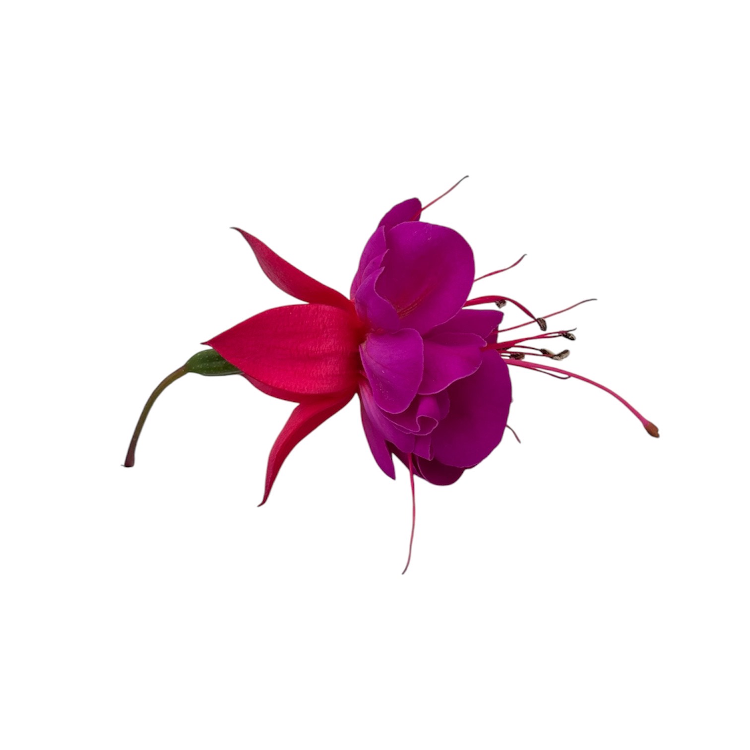 Fiori eduli viola - immagine 6
