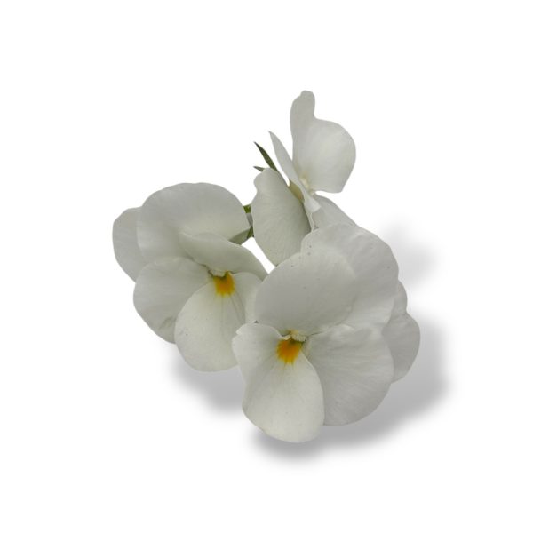Fiori eduli bianchi - immagine 3