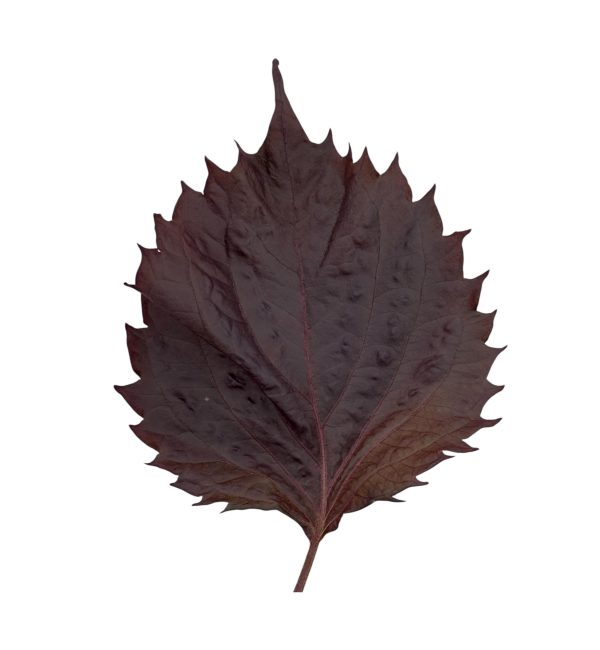 Shiso rosso