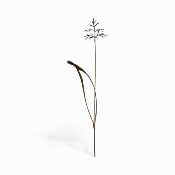 Micro Finocchio Bronzato