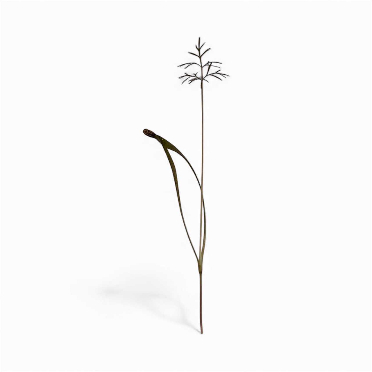 Micro Finocchio Bronzato - immagine 1