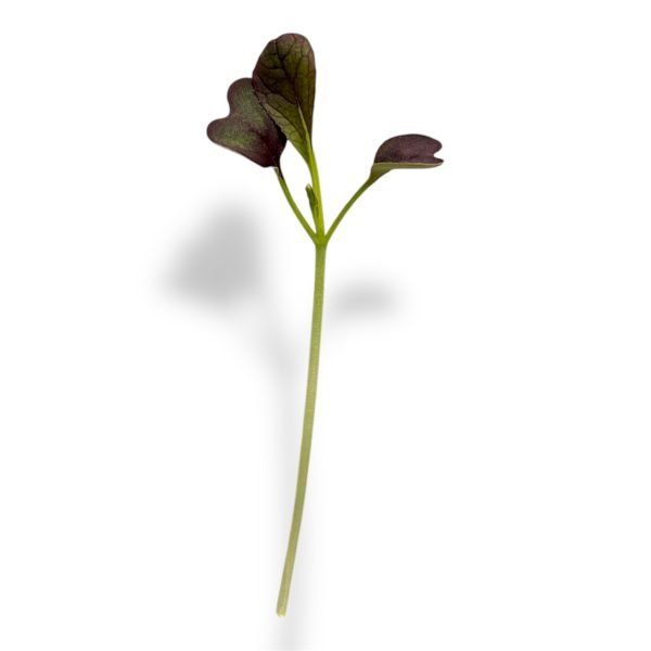 Micro Pak Choi