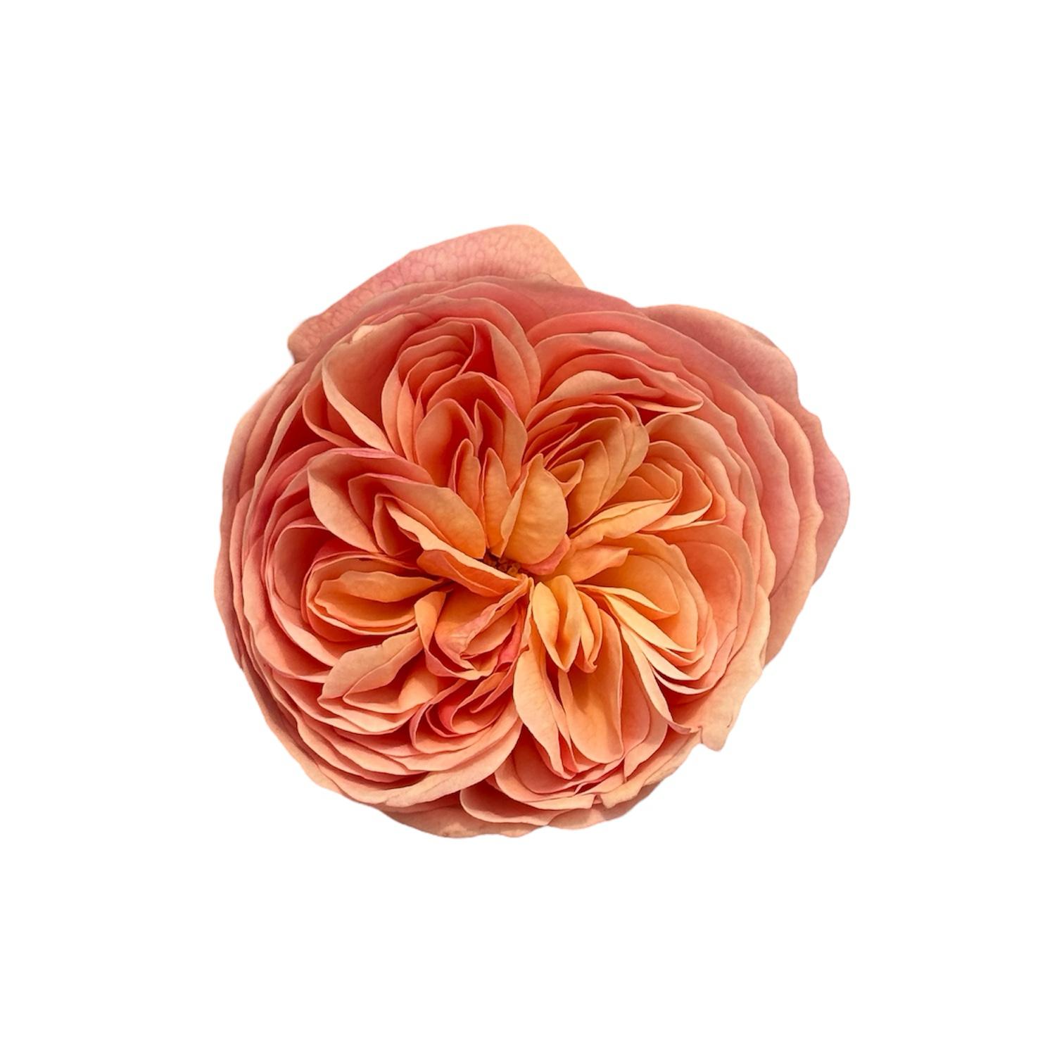 Rosa Pesca - immagine 1