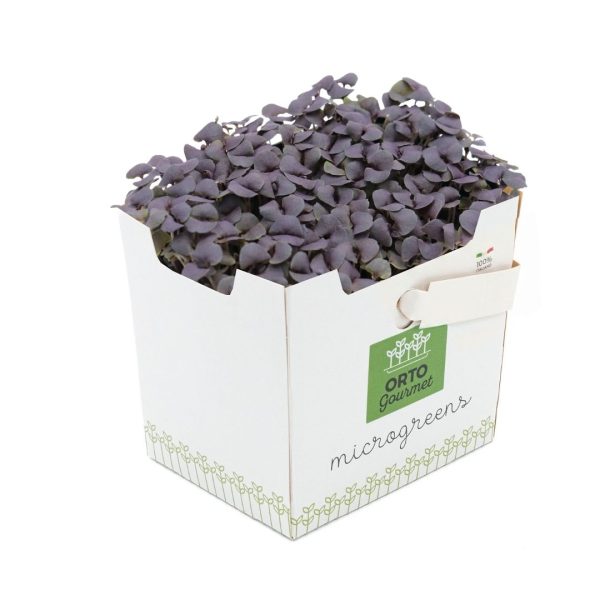 Micro Basilico Rosso 1 pezzo