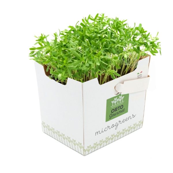 Micro Lenticchia 1 pezzo