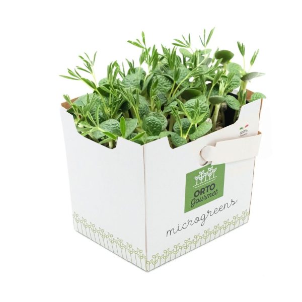 Micro Lupino 1 pezzo