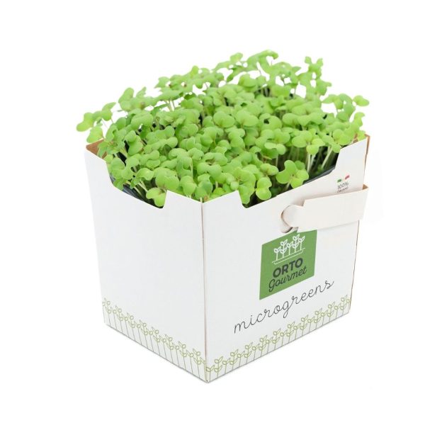 Micro Senape Verde 1 pezzo