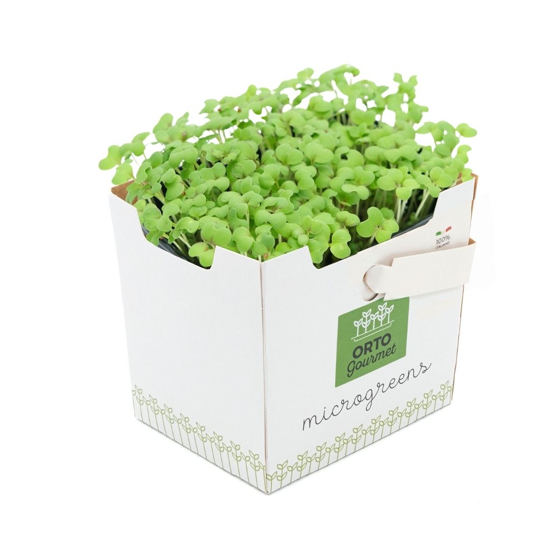 Micro Senape Verde 1 pezzo - immagine 1