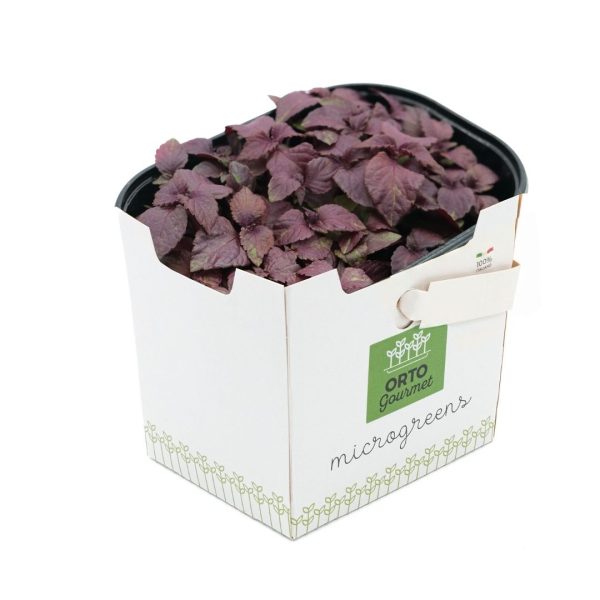 Micro Shiso Rosso 1 pezzo